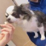 すすむちゃん